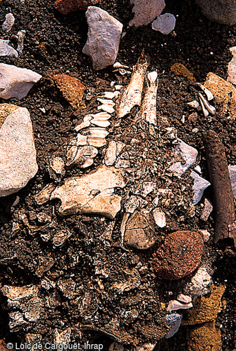 Détail d'un dépotoir interprété comme les restes d'un repas partagé par les habitants de l'habitat aristocratique de Pratz (Jura) daté de l'époque mérovingienne (VIIe s. de notre ère), 2000-2002. 