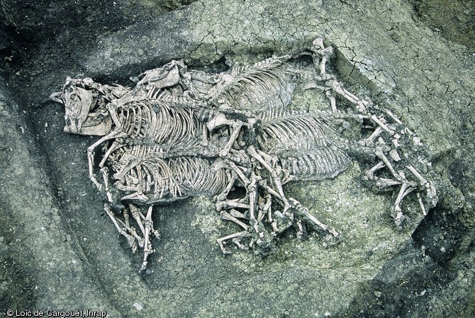 Une fosse contenant 8 chevaux datant de la fin de la période gauloise découverte à Orcet (Puy-De-Dôme) en 2002.     Un grand soin a été pris pour enterrer huit chevaux dans une fosse plus ou moins rectangulaire, orientée nord-sud. Les corps, déposés principalement sur le flanc droit, la tête tournée le plus souvent en direction du sud, sont juxtaposés en deux rangées de quatre. 