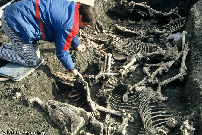 Fouille d'une fosse contenant 8 chevaux de la fin de la période gauloise découverte à Orcet (Puy-De-Dôme) en 2002      Les corps, déposés principalement sur le flanc droit, la tête tournée le plus souvent en direction du sud, sont juxtaposés en deux rangées de quatre. 