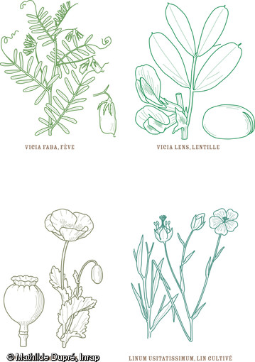 Dessins de différentes variétés de plantes consommées ou utilisées au Néolithique : fève,  pavot, lentille et lin.