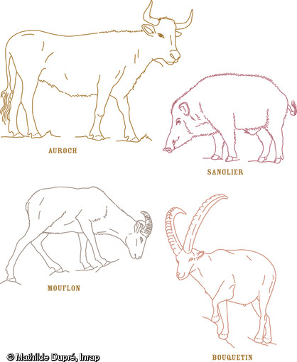 Dessins de différents animaux consommées au Néolithique : aurochs, sanglier, mouflon et bouquetin.