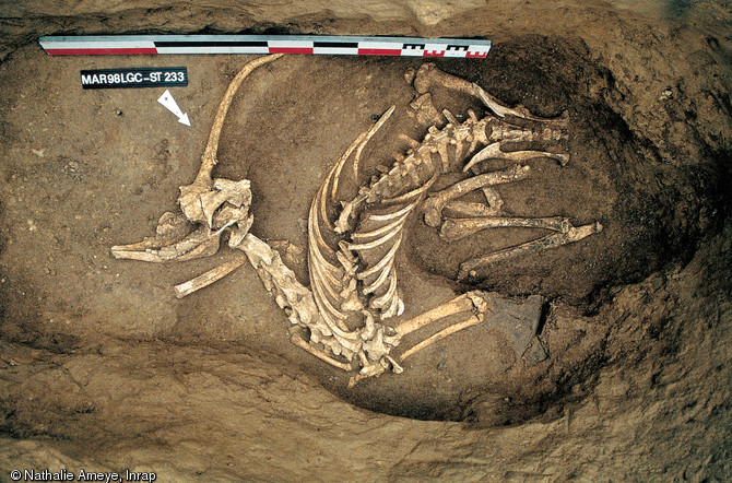 Squelette de cerf déposé dans une fosse de l'habitat de l'âge du Bronze ancien de Marolles-sur-Seine (Seine-et-Marne), 1998.