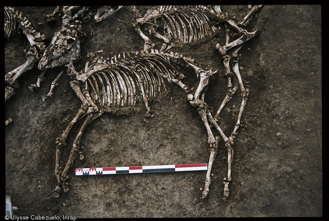 Détail d'un des huit chevaux gaulois mis au jour en 2002 dans une sépulture au pied de l'oppidum de Gondole sur la commune de Cendre (Auvergne) et datée du Ier siècle avant notre ère.  Les dépouilles de huit hommes, interprétés comme des cavaliers, ont été retrouvées dans cette même fosse.  