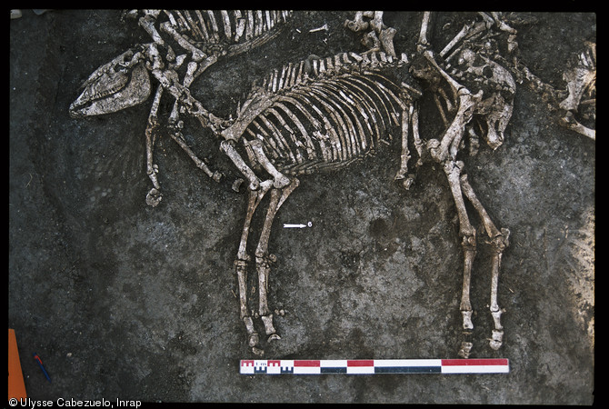 Détail d'un des huit chevaux gaulois mis au jour en 2002 dans une sépulture au pied de l'oppidum de Gondole sur la commune de Cendre (Auvergne) et datée du Ier siècle avant notre ère.  Les dépouilles de huit hommes, interprétés comme des cavaliers, ont été retrouvées dans cette même fosse. 