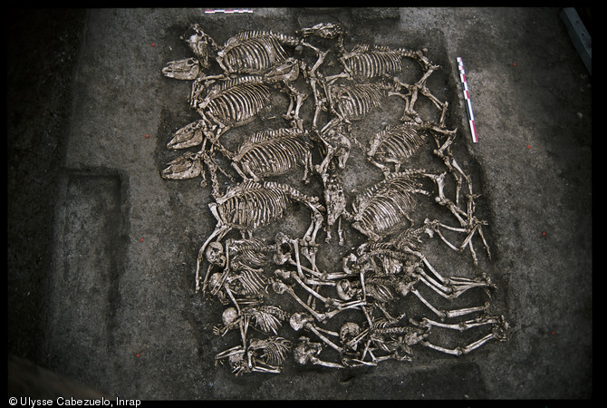 Fosse datée du Ier siècle avant notre ère, dans laquelle les squelettes de huit chevaux et de huit hommes ont été retrouvés, fouillée en février 2002 au pied de l'oppidum de Gondole sur la commune de Cendre (Auvergne).