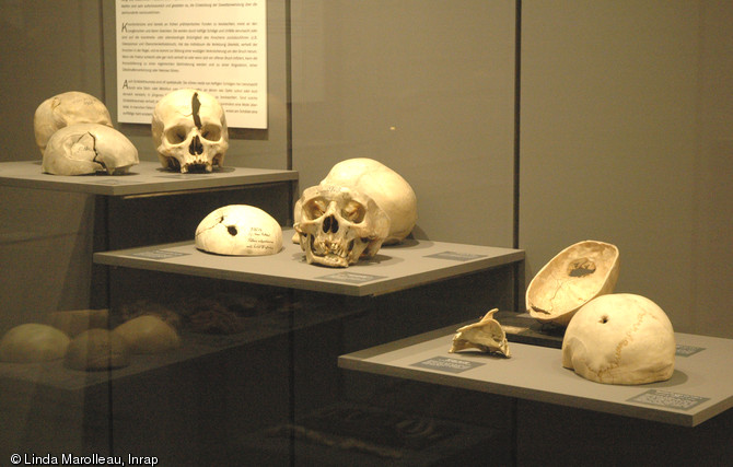 Vitrine présentant des crânes remarquables.