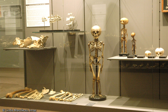 Vitrine présentant des squelettes remarquables.