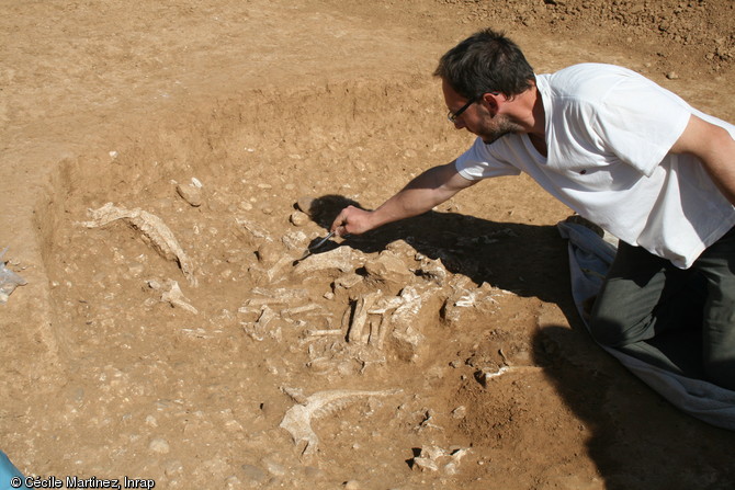 Dégagement d'ossements et de mandibules bovines du Néolithique récent à Vergèze (Gard), 2014