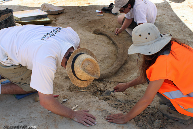Fouille d'une défense de mammouth (datée autour de 100 000 avant notre ère) retrouvée sur le site de Montereau-sur-le-Jard (Seine-et-Marine, 2015).  De nombreux outils en silex ont été également mis au jour. Les recherches ont démontré que le site a été occupé à plusieurs reprises au Paléolithique moyen. 