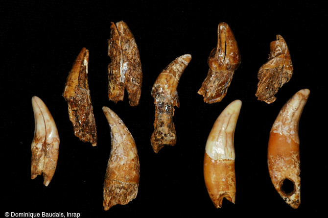Canines et incisives de carnivores (loup, lynx et chien) perforées, découvertes dans une sépulture collective datée du Néolithique moyen, à Thonon-les-Bains (Haute-Savoie), 2004. 