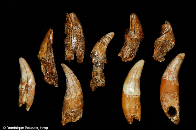 Canines et incisives de carnivores (loup, lynx et chien) perforées, découvertes dans une sépulture collective datée du Néolithique moyen, à Thonon-les-Bains (Haute-Savoie), 2004. 