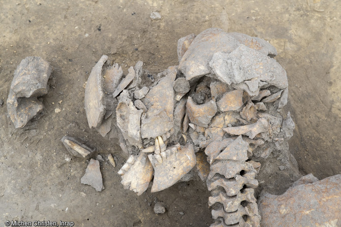 Détail de la fosse 124 sur le site néolithique d'Achenheim (Bas-Rhin), 2016. De nombreuses fractures visibles sur le crâne d'un homme adulte. Cette fosse est un vaste silo de près de 2,5 m de diamètre dans lequel ont été abandonnés six  individus présentant tous des traces de nombreuses fractures. Ce dépôt de cadavres est constitué en un temps, et évoque une même tuerie, un même conflit.