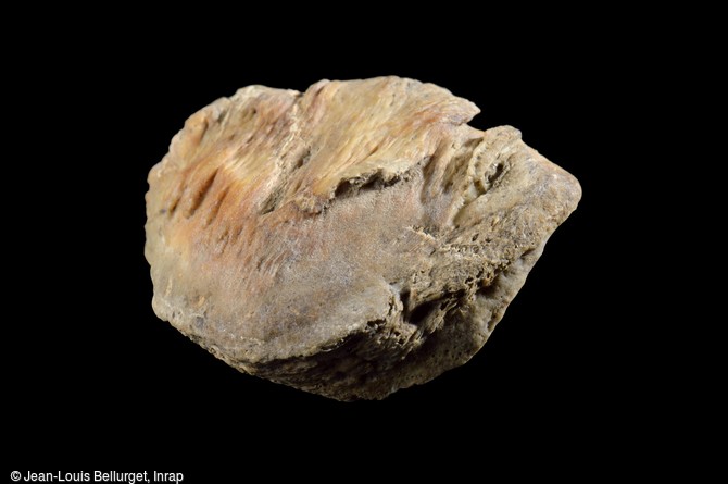 Rotule humaine, Xe-XIe siècle, exhumée à Bondy (Seine-Saint-Denis). Cet os présente de  petits pics  sur leurs faces antérieures, caractéristiques de la vieillesse de l'individu.
