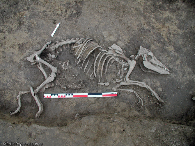  Squelette d'une truie portant trois embryons de porcelets, découvert dans le comblement d'une cabane excavée du haut Moyen Âge  (9e-12e s.), Semersheim (Bas-Rhin), 2006. 