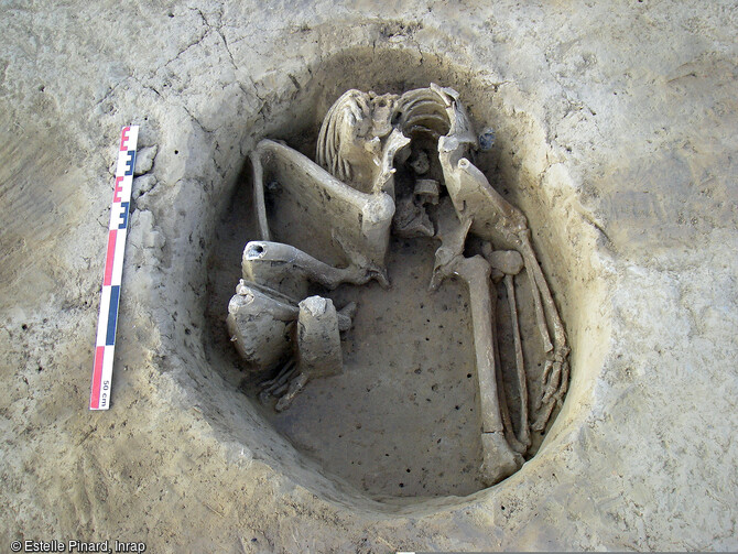 Homme mature inhumé en position assise dans la fosse 355 du sanctuaire gaulois de Saint-Just-en-Chaussée (Oise).