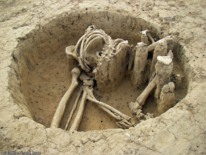 Homme jeune inhumé en position assise dans la fosse 364 du sanctuaire gaulois de Saint-Just-en-Chaussée (Oise).
