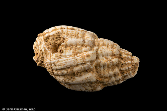 Coquille perforée de Nassarius reticulatus du Magdalénien moyen récent) utilisée comme élément de parure, découverte sur le site de Bellegarde (Gard) en 2016. La morphologie des perforations et les micro-écaillements sur les bord indiquent que ces perforations ont été réalisées par pression depuis l'intérieur de l'aperture (étude Solange Rigaud, CNRS PACEA). 