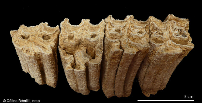 Dents de cheval découvertes sur le site de fouille de Louviers (Eure), en 2023. Des vestiges du Paléolithique y ont été mis au jour.