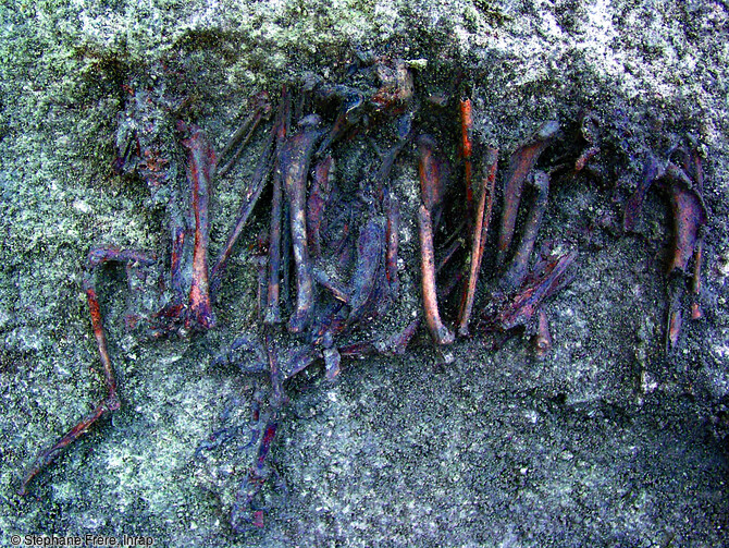 Squelettes de trois pygargues à queue blanche (Haliaeetus albicilla) déposés dans une fosse à la fin de l'âge du Fer, fouillée à Orkéans en 2004.