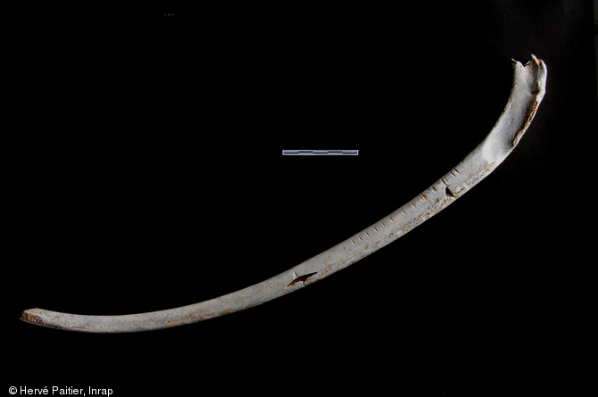 Côte gravée provenant de la grotte de Rochefort (Mayenne), Solutréen (entre - 20 000 et - 18 000 ans), 2008.  Témoin de l'art solutréen, cette côte d'ours brun mesure 40 cm de longueur. Elle présente des incisions parallèles et équidistantes. 