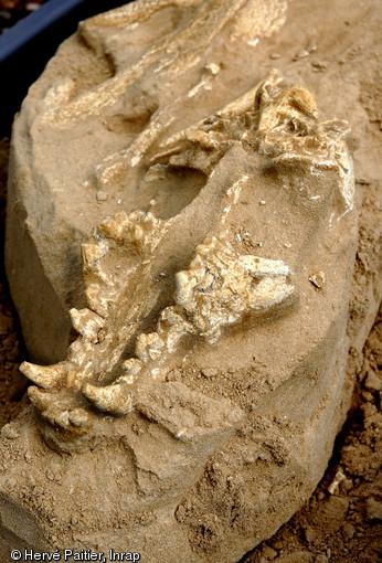 Crâne de loup mis au jour à Tourville-la-Rivière (Seine-Maritime), 2010.  Des carcasses animales entières ou partielles, toutes espèces confondues, ont été charriées par la Seine et se sont déposées sur les anciennes berges du fleuve. 