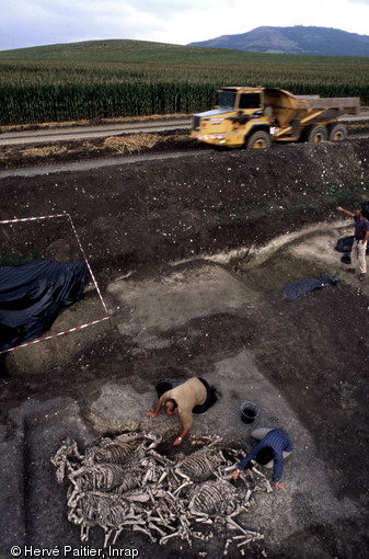 Une équipe d'anthropologues dégagent une fosse dans laquelle des chevaux ont étés déposés.