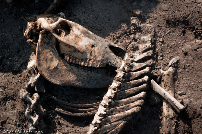 Crâne d’équidé mis au jour dans un fossé du XIIe s., fouille du site de l'Hôtel du Département à Troyes (Aube), 2010.  Un réseau de fossé se met en place à Troyes au XIIe s., il vise à assainir la zone de marais où est implantée la ville. Marchands et artisans s'installent alors sur ces nouveaux espaces. Dès lors, les fossés seront utilisés comme fosses de rejet, notamment par les activités liées à la tannerie. 