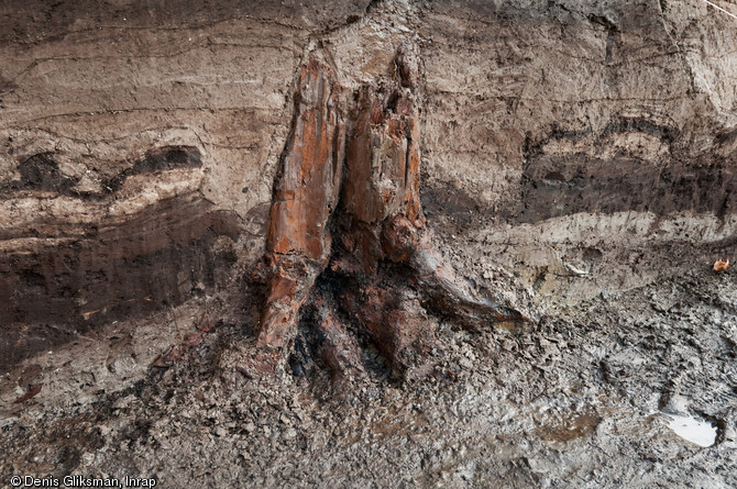 Souche d’arbre médiévale (tronc et racines) dans un niveau de tourbe, fouille du site de l'Hôtel du Département à Troyes (Aube), 2010.  Les niveaux de tourbe présents sur le site ont permis la bonne conservation de nombreux éléments organiques. 