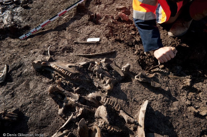 Dégagement des carcasses d’équidés à l’intérieur du fossé du XIIe s., fouille du site de l'Hôtel du Département à Troyes (Aube), 2010.  La proximité d'une vingtaine de carcasses d'équidés avec les ateliers de tannage pose notamment la question du traitement de ces animaux dont la viande fut frappée d’interdit à plusieurs reprises par l'Eglise au cours de la période médiévale. 