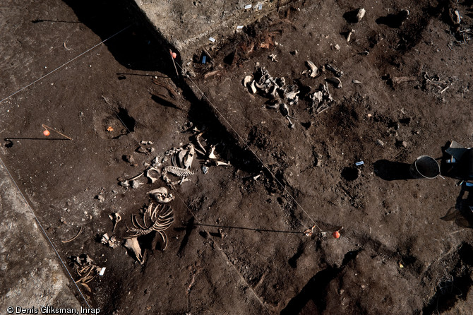 Carcasses d'équidés abandonnées dans un fossé du XIIe s., fouille du site de l'Hôtel du Département à Troyes (Aube), 2010.  L'étude archéozoologique révèlera si les peaux de ces équidés ont servi aux tanneries. 