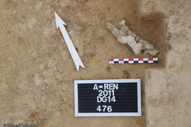 Mandibule de renne mise au jour sur le site de la ZAC Renancourt à Amiens (Picardie), 2011.  De nombreux fragments de faune bien conservés ont été exhumés sur ce site du Paléolithique supérieur ancien. 