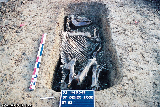 Squelette de cheval inhumé auprès de trois tombes aristocratiques franques mises au jour à Saint-Dizier (Haute-Marne), 2002.  Ce cheval, un mâle âgé de huit ans, était certainement l'animal de monte d'un des défunts. L'étude des dents et du squelette a révélé qu'il s'agissait d'un animal en bonne santé.      Photo publiée dans le numéro 18 de la revue de l'Inrap <a class= rte-link-ext  href= http://www.inrap.fr/archeologie-preventive/Recherche-scientifique/Archeopages/Les-numeros/18-19-20-2007/Numero-18/Sommaire/p-15433-Sommaire-du-nume