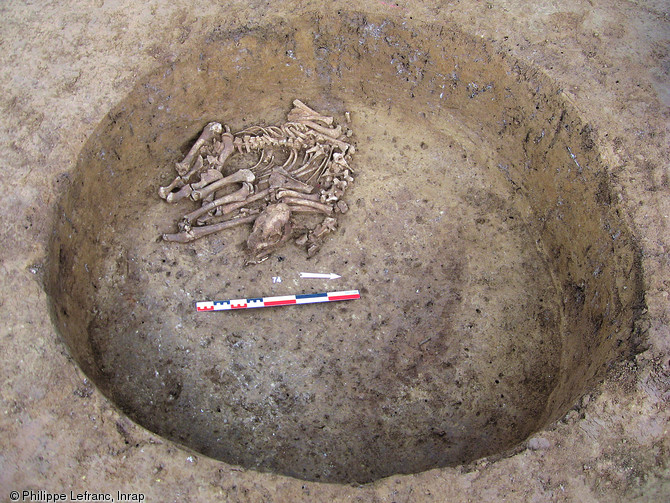 Squelette d'un faon de 4-5 mois retrouvé dans le comblement d'une fosse du Néolithique récent à Leimen (Bas-Rhin), 2006.  Les dépôts de cervidés sont attestés sur plusieurs sites en Alsace : constitués de jeunes animaux, ils sont interprétés comme des dépôts symboliques qui dans certains cas ont pu rester accessibles (des prélèvements de segments anatomiques et des repositionnements d'ossements ont été constatés).  Photo publiée dans le numéro 28 de la revue de l'Inrap <a class= rte-link-ext  href= http://www.inrap.fr/archeologie-preventive/Recherche-scientifique/Archeopages/Les