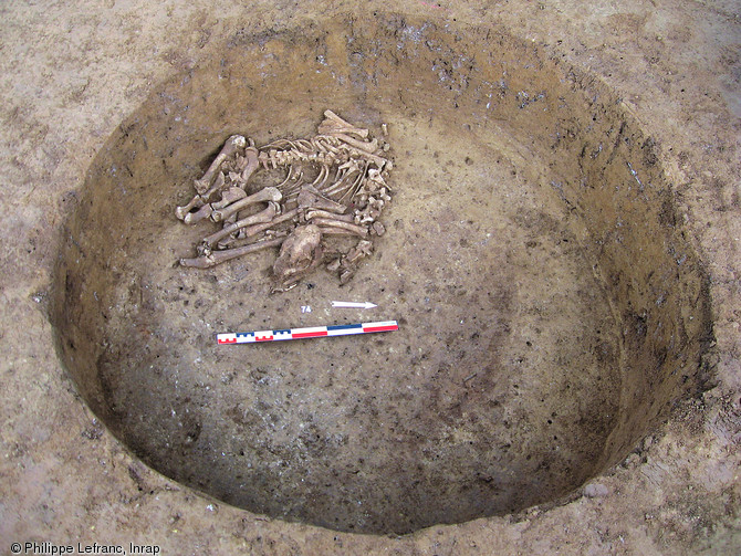 Squelette d'un faon de 4-5 mois retrouvé dans le comblement d'une fosse du Néolithique récent à Leimen (Bas-Rhin), 2006.  Les dépôts de cervidés sont attestés sur plusieurs sites en Alsace : constitués de jeunes animaux, ils sont interprétés comme des dépôts symboliques qui dans certains cas ont pu rester accessibles (des prélèvements de segments anatomiques et des repositionnements d'ossements ont été constatés).  Photo publiée dans le numéro 28 de la revue de l'Inrap <a class= rte-link-ext  href= http://www.inrap.fr/archeologie-preventive/Recherche-scientifique/Archeopages/Les