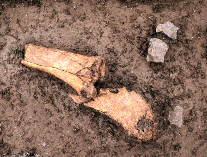 Os de patte d'aurochs fracturés et restés en connexion, témoins du prélèvement de quartiers de viande effectué sur place, campement mésolithique de Ruffey-sur-Seille (Jura), 1995.  Photo publiée dans le numéro 28 de la revue de l'Inrap Archéopages.
