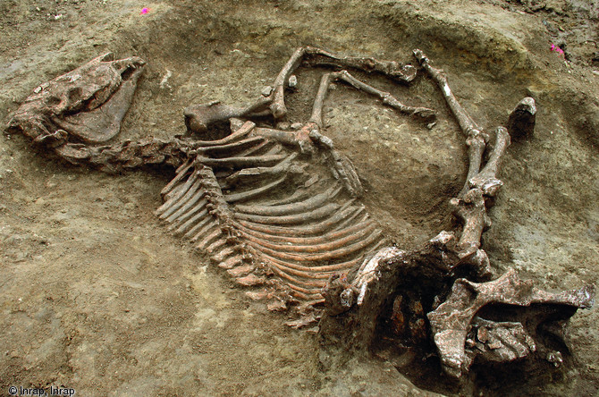 Dépôt animalier retrouvé dans un des lobes d'une fosse creusée dans un tumulus à Villermanoche (Yonne), début du Ier s. avant notre ère. Fouille menée en 2009.  Le dépôt se compose d'un cheval et d'un cerf (dont les restes se situent sur l'arrière-train de l'étalon) : le cheval se distingue par sa hauteur au garrot importante, le cerf par la présence d'une mentonnière autour de la mandibule qui indique une activité cynégétique.   Photo publiée dans le numéro 28 de la revue de l'Inrap <a class= rte-link-ext  href= http://www.inrap.fr/archeologie-preventive/Recherche-scien