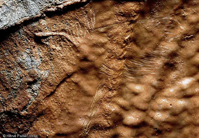 Vallée de l'Erve. Dans la grotte Margot, ce sont plus d'une centaine de gravures recensées depuis 2003 dont ce détail de la tête d'un  cheval du Magdalénien.