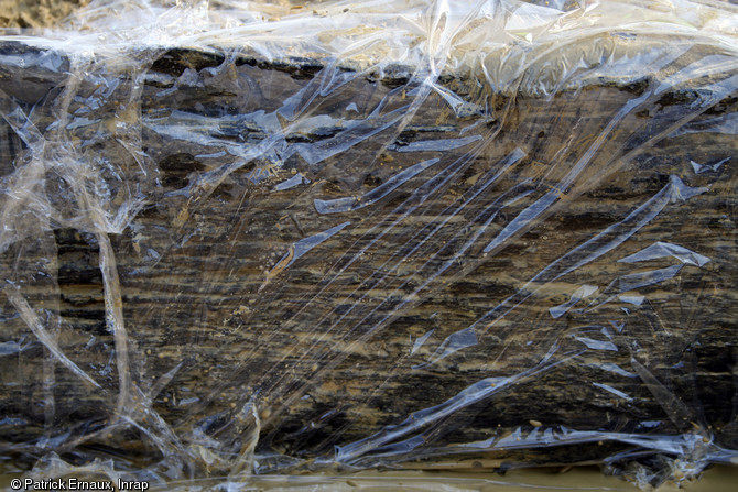 Enveloppement du cercueil monoxyle dans du film plastique afin que le bois demeure humide lors de l'élaboration du coffrage, Marsan (Gers), 2008.