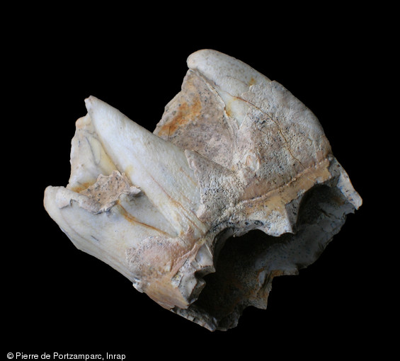 Molaire de rhinocéros des prairies mise au jour sur un site de boucherie du Paléolithique moyen à Caours (Somme), 2007.Cette espèce, mesurant 3 m de long pour un poids évalué à 1,5 tonne, est apparue vers 500 000 ans avant notre ère et s'est éteinte au début de l'Holocène, il y a 10 000 ans.