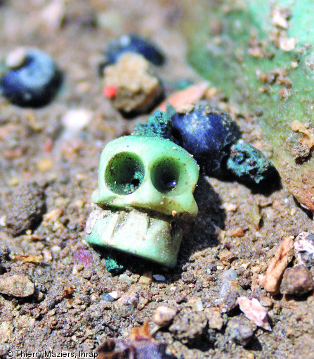 Perle de chapelet en forme de tête de mort provenant d'une sépulture du XVIIe s., cimetière paroissial de La Ciotat (Bouches-du-Rhône), 2009.  La présence de nombreux d'attributs religieux matérialisés par des chapelets, crucifix et médailles renseigne sur les pratiques funéraires et l'importance des marques de dévotion religieuse de cette population, fortement catholique.   Photo publiée dans l'ouvrage Archéologie de la mort en France, Lola Bonnabel, coll. Archéologies de la France. 