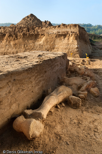 Squelette de mammouth partiellement dégagé, Changis-sur-Marne (Seine-et-Marne), 2012.Au premier plan apparaît un des humérus de l'animal.