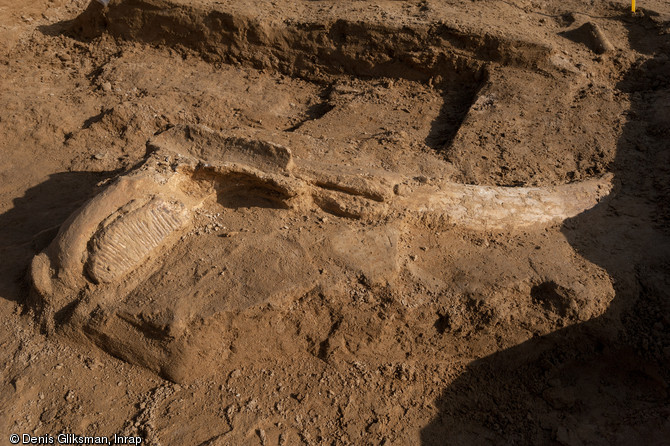 Fragment du crâne du mammouth en cours de dégagement, Changis-sur-Marne (Seine-et-Marne), 2012.
