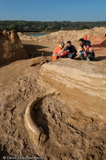 Observations sur le squelette du mammouth à Changis-sur-Marne (Seine-et-Marne), 2012.Au premier plan apparaît une défense déchaussée.  