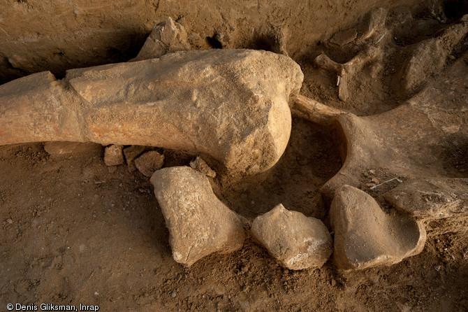 Détail de l'humérus et de la scapula droite du mammouth de Changis-sur-Marne (Seine-et-Marne), 2012.La fouille actuelle permettra peut-être de préciser l'âge et les circonstances du décès de l'animal. 