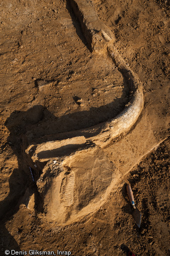 Fragment du crâne du mammouth mis au jour à Changis-sur-Marne (Seine-et-Marne) en 2012.