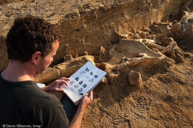 Examen des ossements du mammouth par un archéozoologue, Changis-sur-Marne), 2012.
