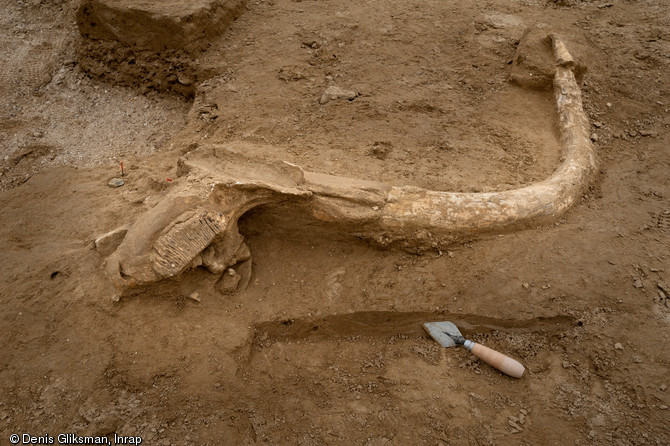 Fragment du crâne du mammouth de Changis-sur-Marne (Seine-et-Marne), 2012.