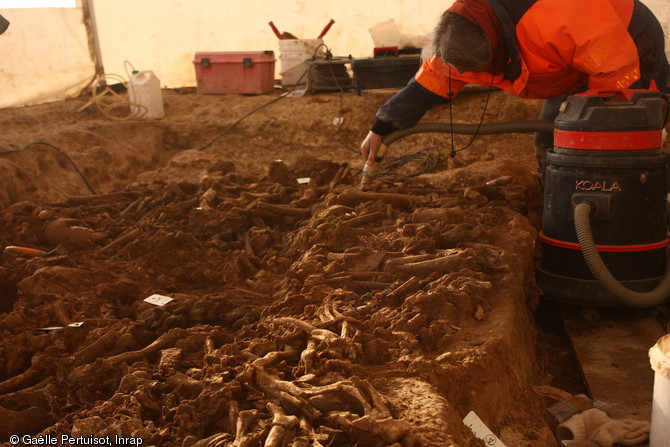 Dégagement des ossements et fouille fine de la structure présentant des traces de matériaux périssables brûlés fouillée à Buchères (Aube), 2012.