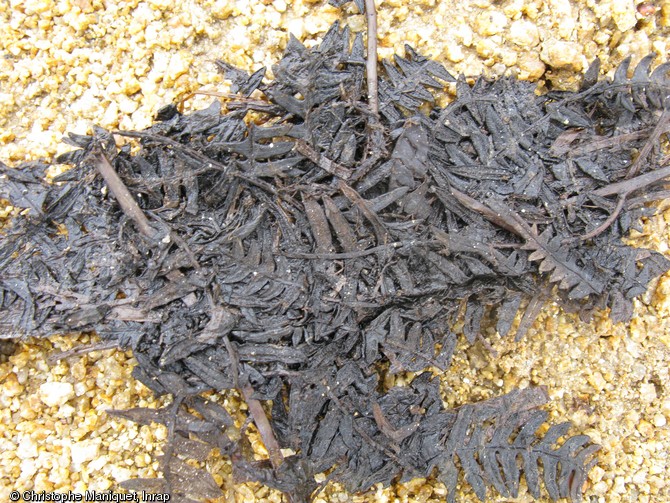 Fougères rejetées dans un puits gaulois, IIe-Ier s., Saint-Gence (Haute-Vienne), 2009.  Très bien conservées dans l'eau depuis 2000 ans, ces fougères appartenaient sans doute à une litière animale. 