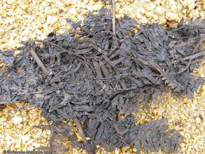 Fougères rejetées dans un puits gaulois, IIe-Ier s., Saint-Gence (Haute-Vienne), 2009.  Très bien conservées dans l'eau depuis 2000 ans, ces fougères appartenaient sans doute à une litière animale. 